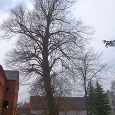 Naturdenkmal Winterlinde an der Mühle in Fretzdorf