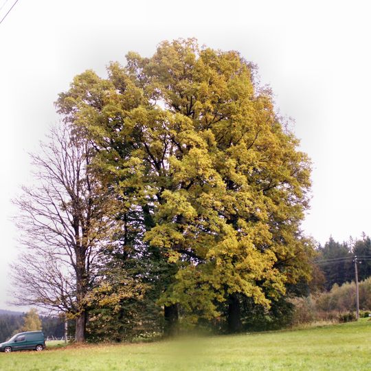 Lípa v Černém údolí
