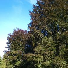 Buky v Podmoklicích