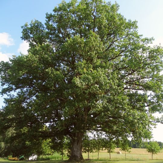 Skaborų II ąžuolas