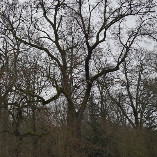 Naturdenkmal Gutseiche 1