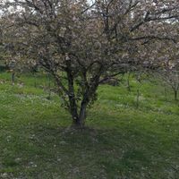 Les Cabannes