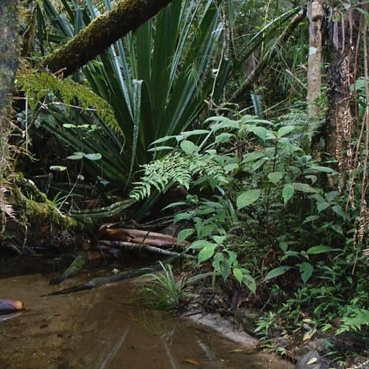 Andasibe-Mantadia National Park