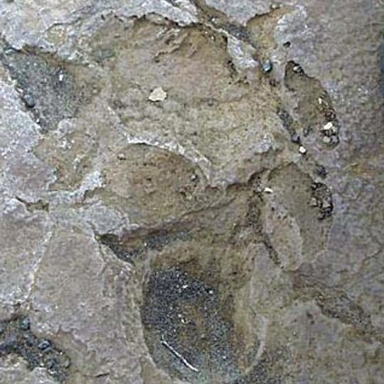 1790 Footprints