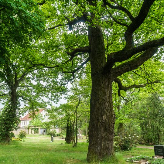 Quercus at the cemetery, Bad Düben