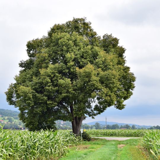 Linde in Feldkirchen