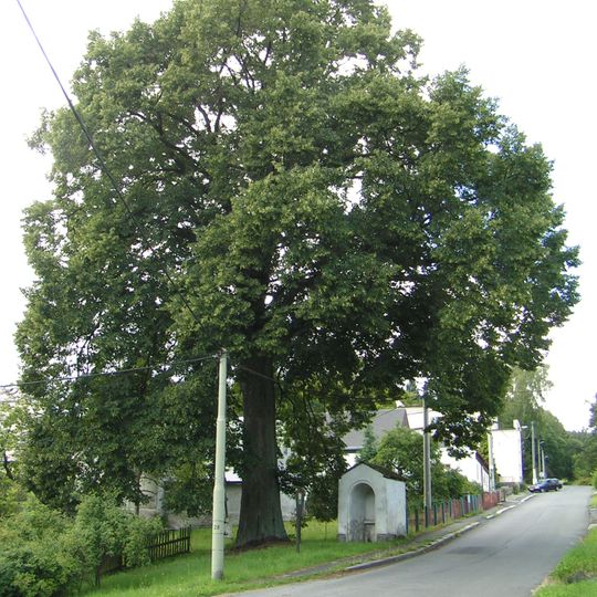 Lípa u kapličky v Kamenickém Šenově