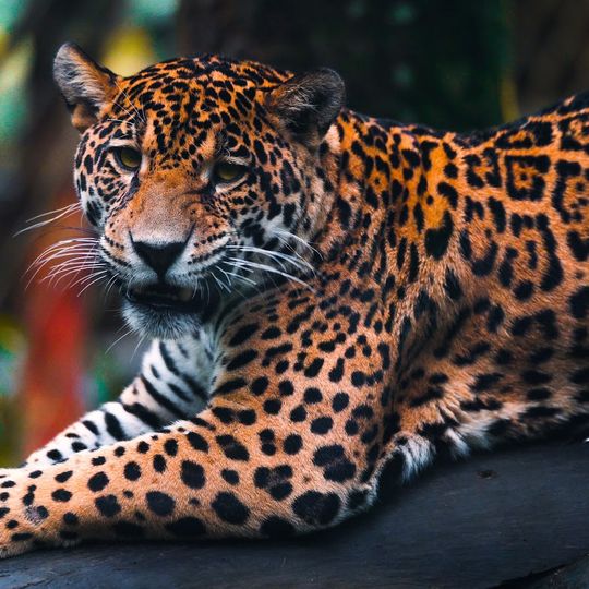 Zoo di Guadeloupe au Parc des Mamelles
