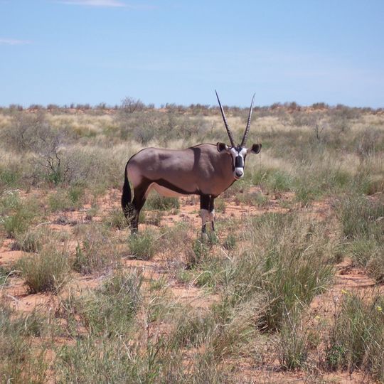 Kalahari-Gemsbok-Nationalpark