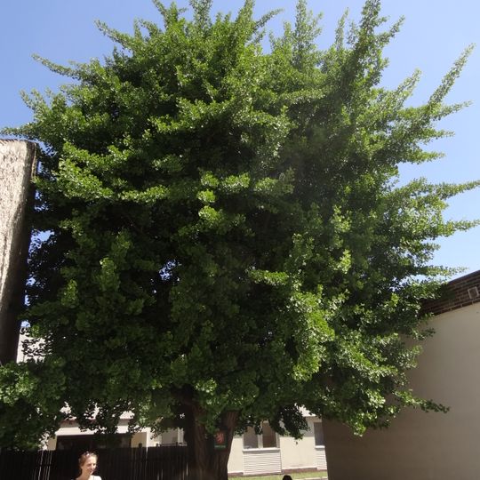 Jinan dvoulaločný u ZŠ Kamenka