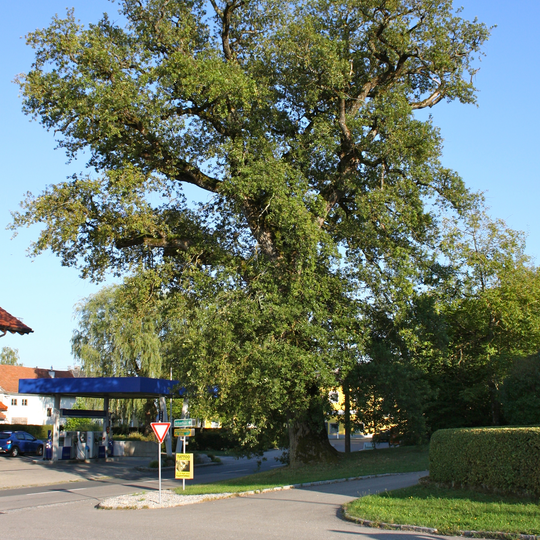 Eiche von Hochburg-Ach