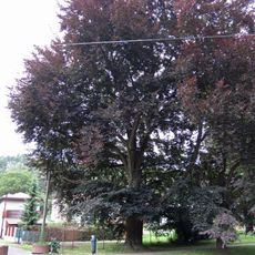 Buk Na Veselce (park)