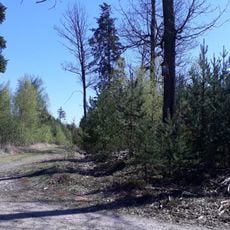 Obrázek jižně od Senného Dolíku u rozcestí