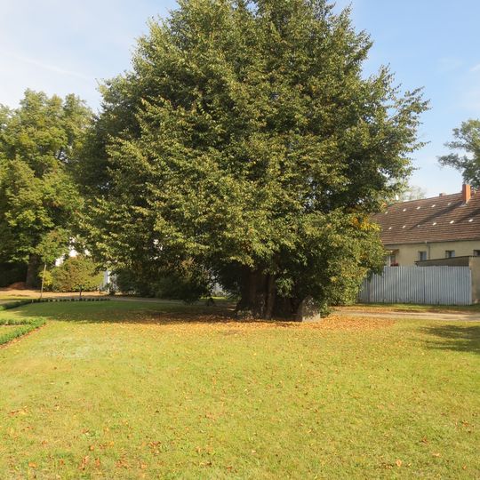 Naturdenkmal Gerichtslinde Friedrich-Ebert-Platz in Zehdenick