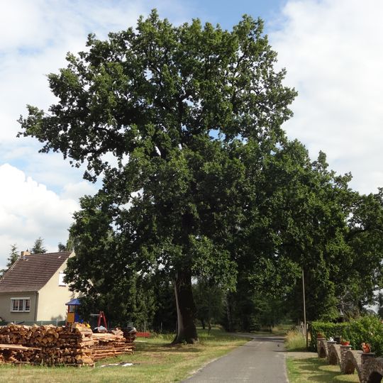 Naturdenkmal Stieleiche