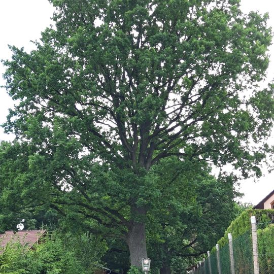 Dobříkov 2 duby letní u lesa