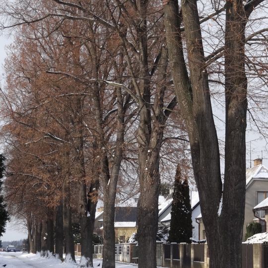 Stromořadí lip srdčitých v Suchdole