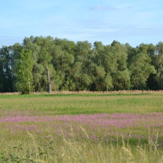 Naturschutzgebiet Bruchwiesen bei Büttelborn