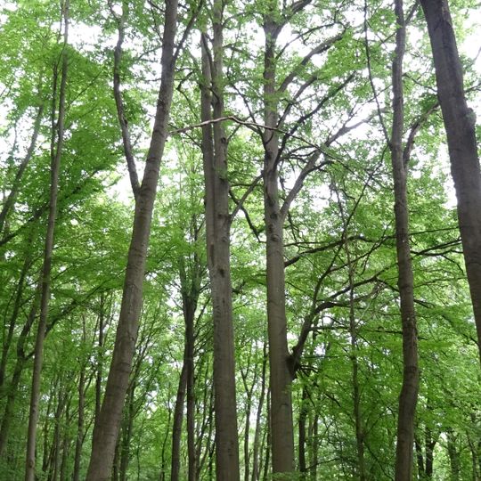 Zwillingsbuche bei Allmuthshausen