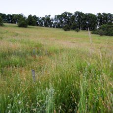 Weinberg bei Stockhausen