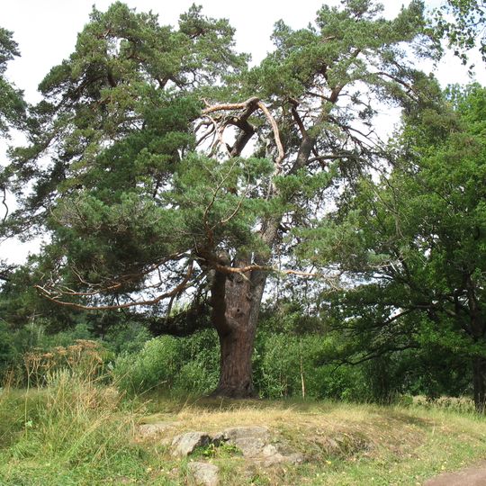 Сосна с раскидистой кроной, называемая "Сосной Шишкина"