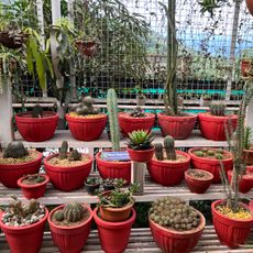 Carmelgiri Botanical Garden