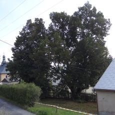 Lípa malolistá u pivovaru