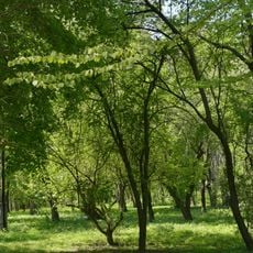 Сидоруків парк