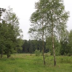 Bruchwiesen von Ernsthausen