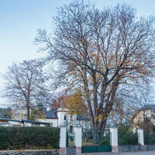 Acer pseudoplatanus in Wurzen, Torgauer Straße
