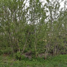 Дом для рабочих деревянный (Новки)