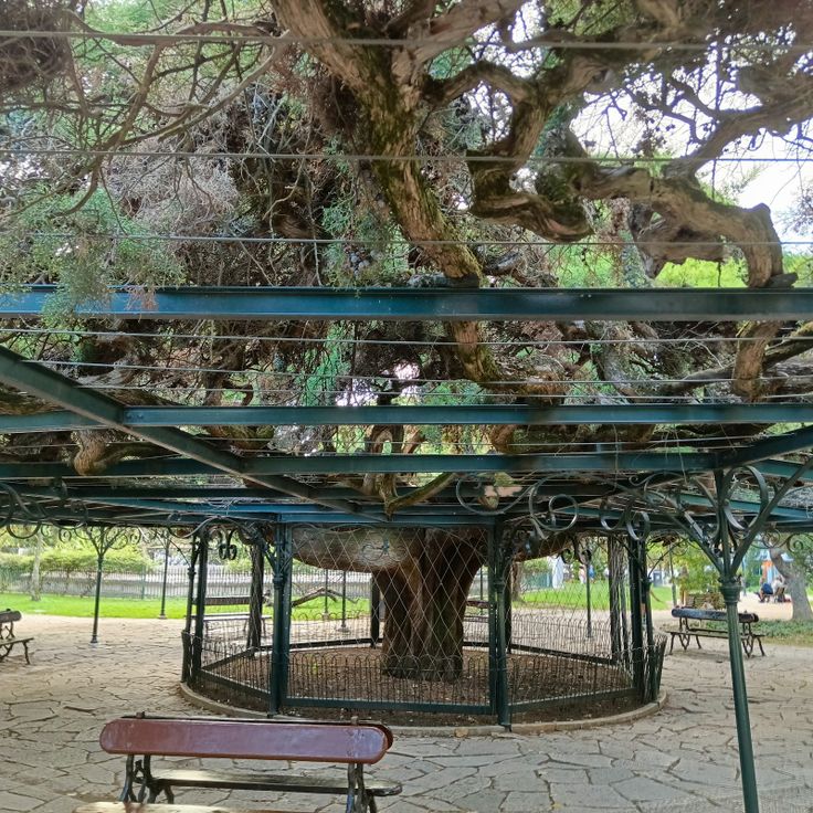 Juniper tree arbor