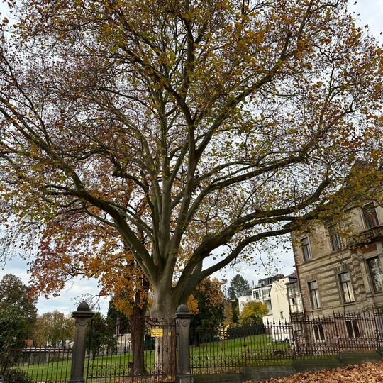 Platane an der Karl-Marx-Straße